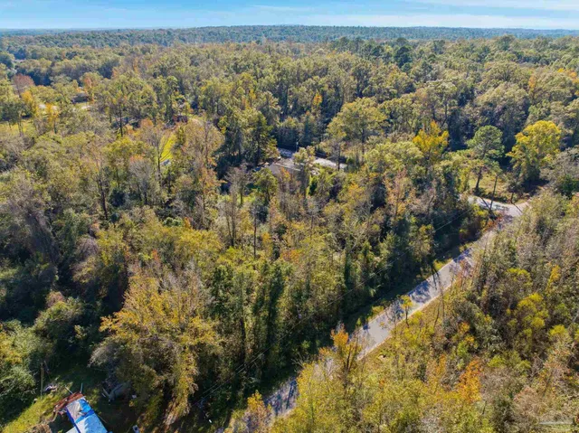 a view of a forest with a lush green forest