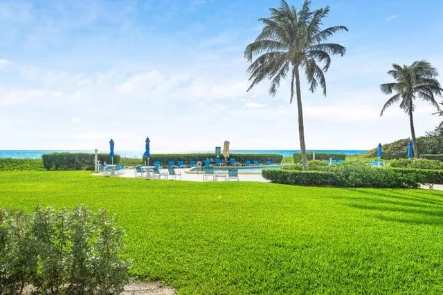 a view of a garden with a palm and palm trees