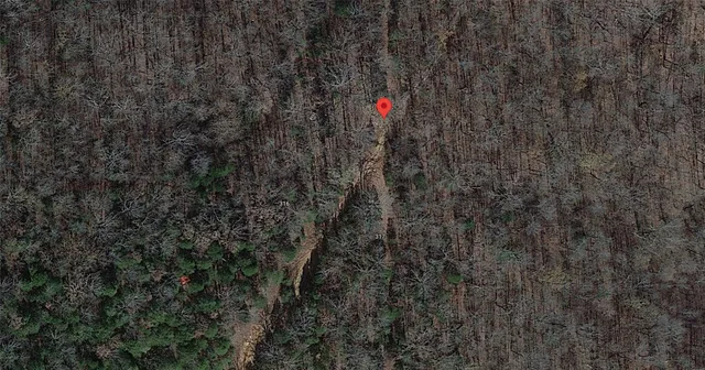 a close up of a plant in a yard