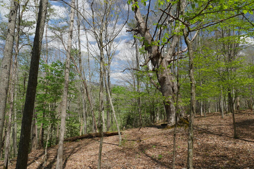 4020 Freestone Valley Road Tannersville, VA 24377 - Photo 93 of 109 Gallery Image 93