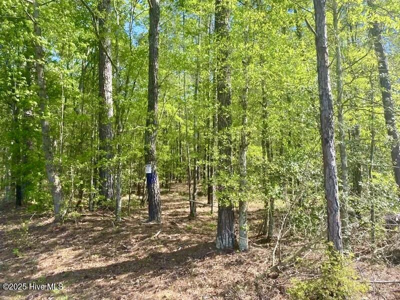 Tbd Hamer Mill Road Rockingham, NC 28379 - Photo 5 of 19 #3