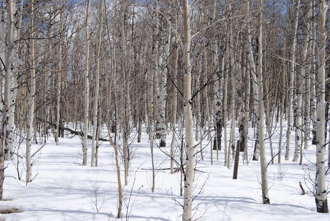 507 Lumberjack Road Fairplay, CO 80440 - Photo 10 of 27 Gallery Image 10