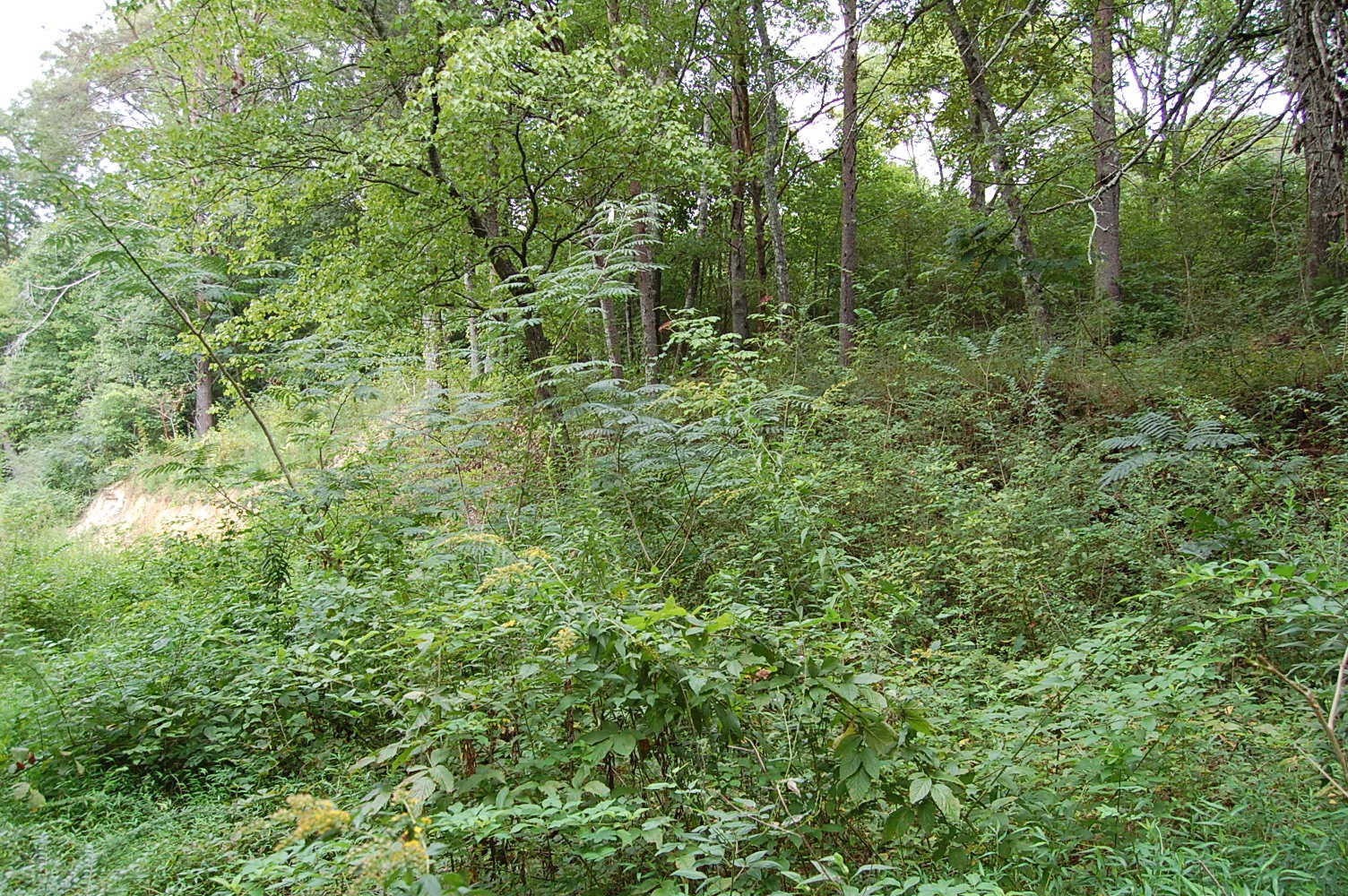 10970 Loop Road Soddy-Daisy, TN 37379 - Photo 7 of 9 Gallery Image 7