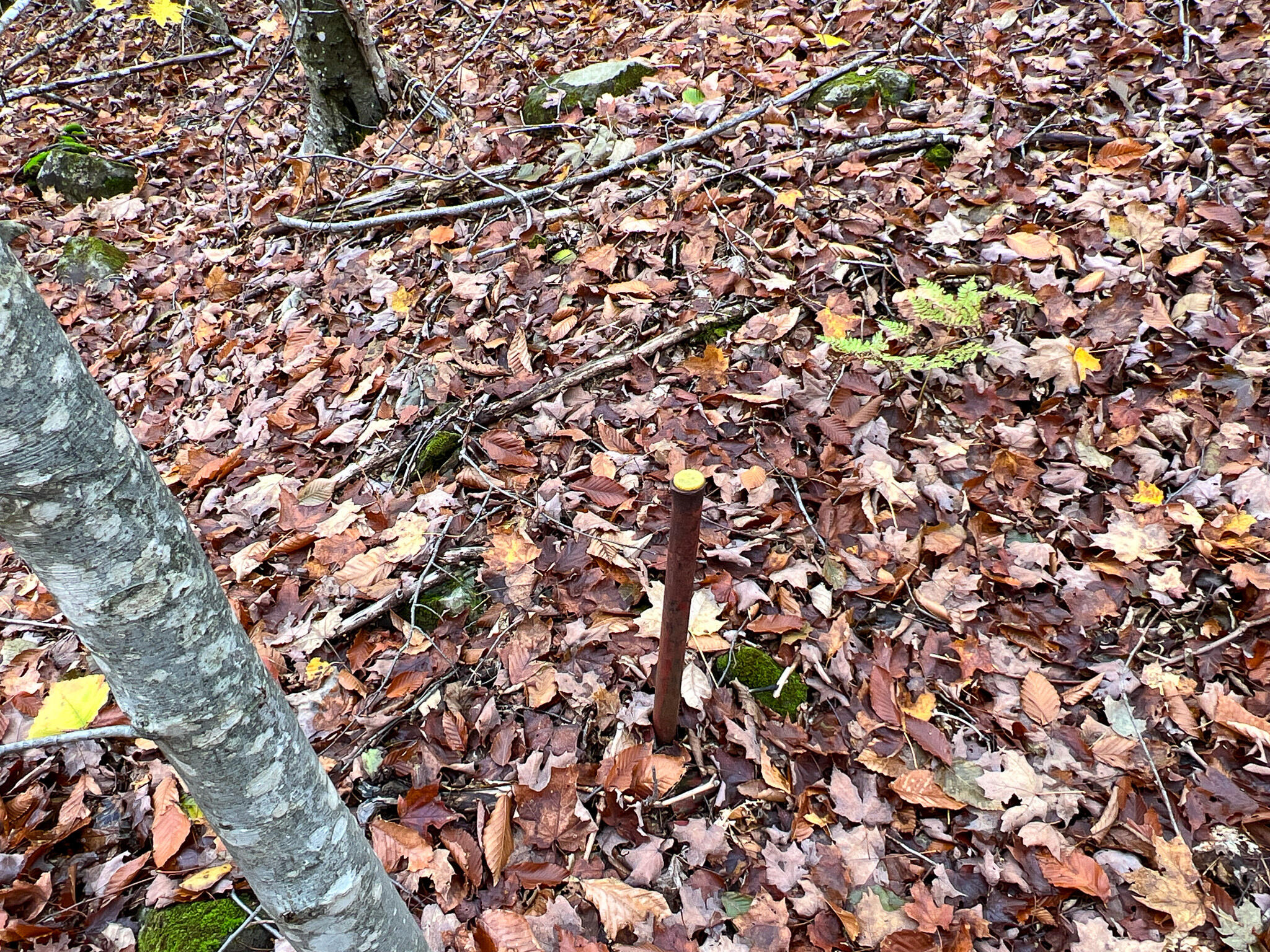 Lot 4 Nelson Road Oakfield, ME 04763 - Photo 13 of 19 Photo Oct 16 2023, 1 51 27 PM