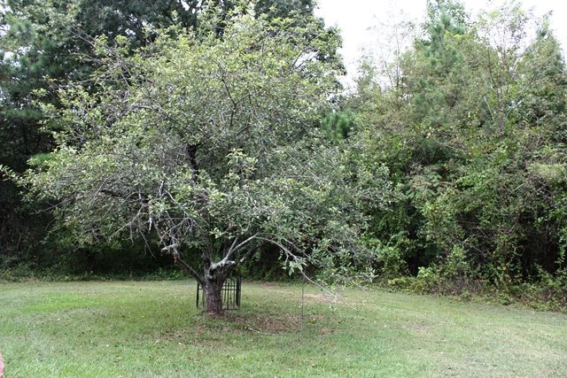 484 Greenfield Road Westminster, SC 29693 - Photo 21 of 23 Gallery Image 21