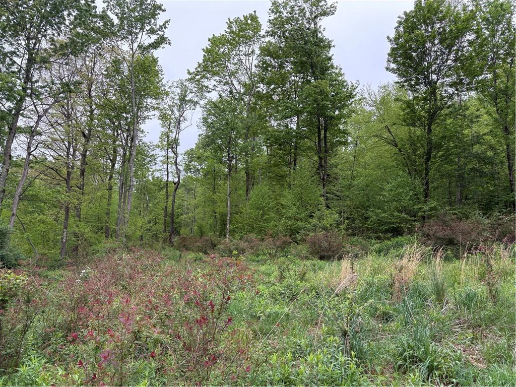 Lot 4 Cranberry Road Confluence, PA 15424 - Photo 8 of 12 a view of a lush green forest with lots of trees