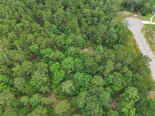 a view of a forest with a tree
