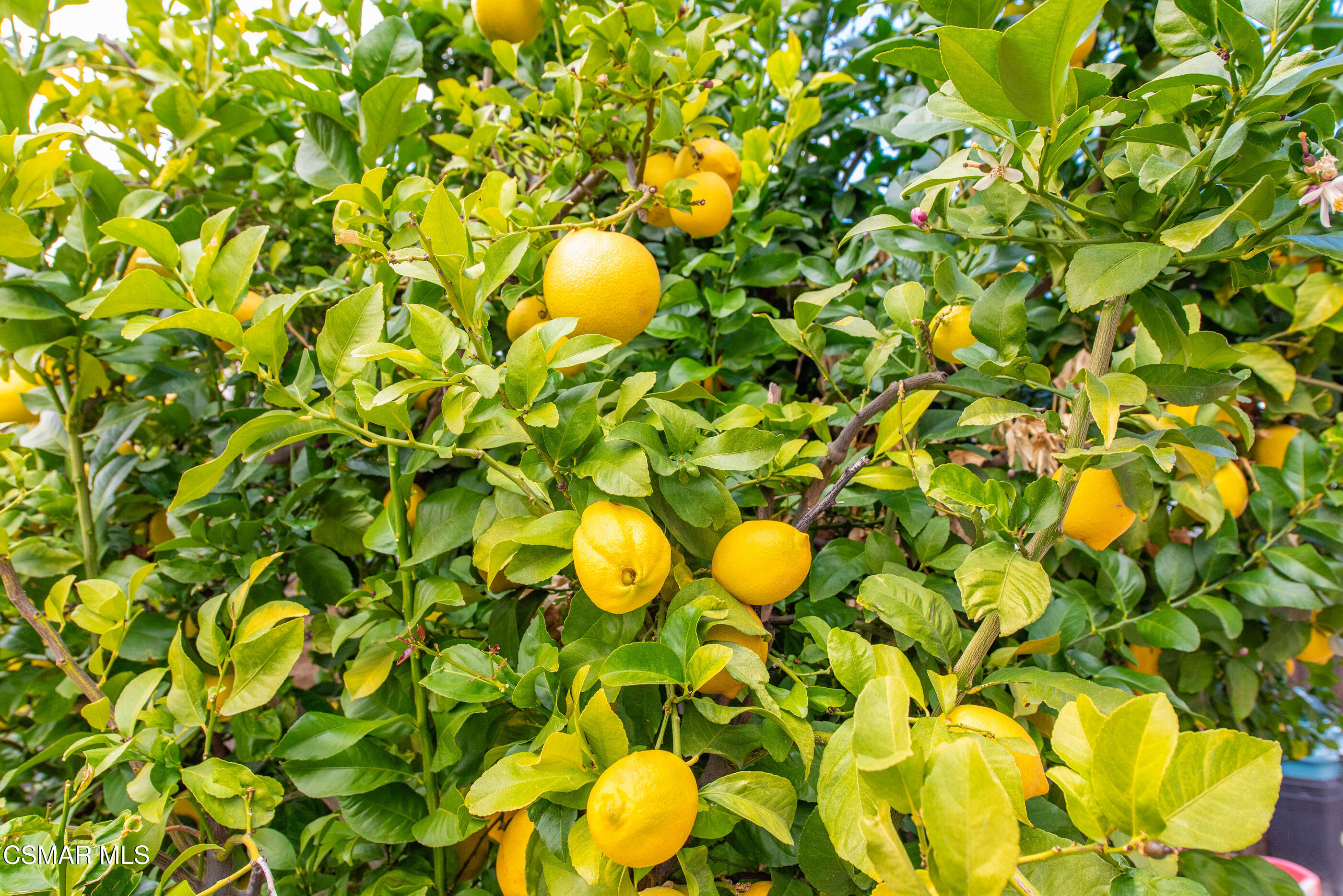 6464 Hazel Circle Simi Valley, CA 93063 - Photo 41 of 42 a view of a bunch of trees in a