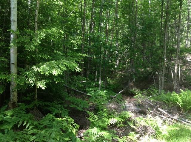 Tbd Pine Brook Road Wilton, ME 04294 - Photo 6 of 8 Photo