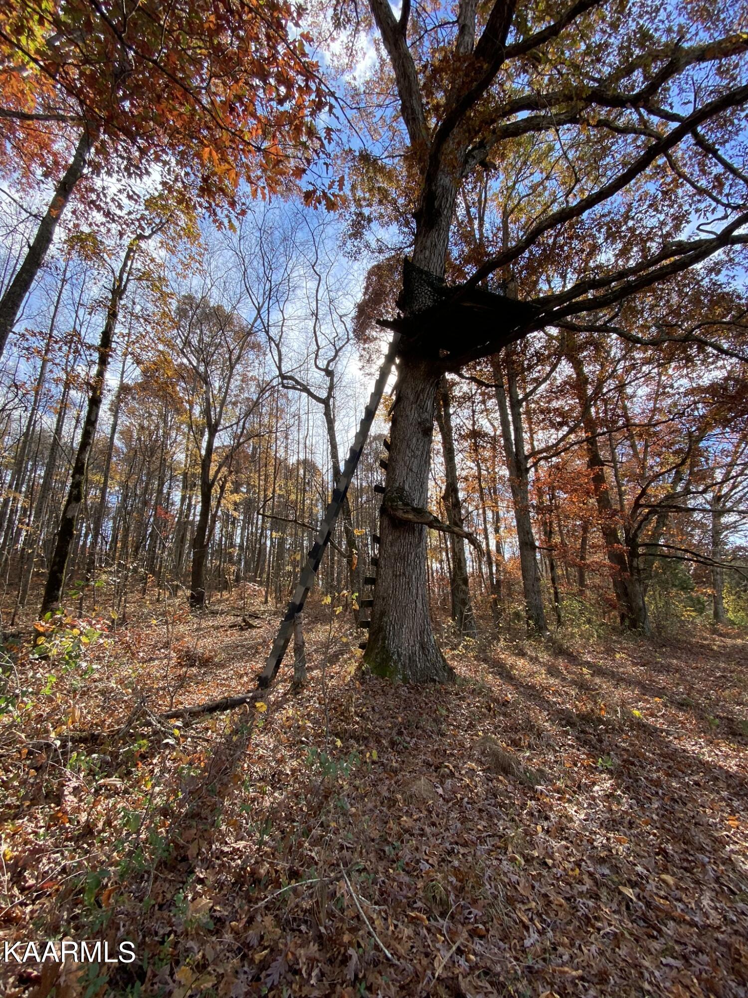 313 Hughes Hollow Road Philadelphia, TN 37846 - Photo 40 of 60 Fall Tree Stand 1