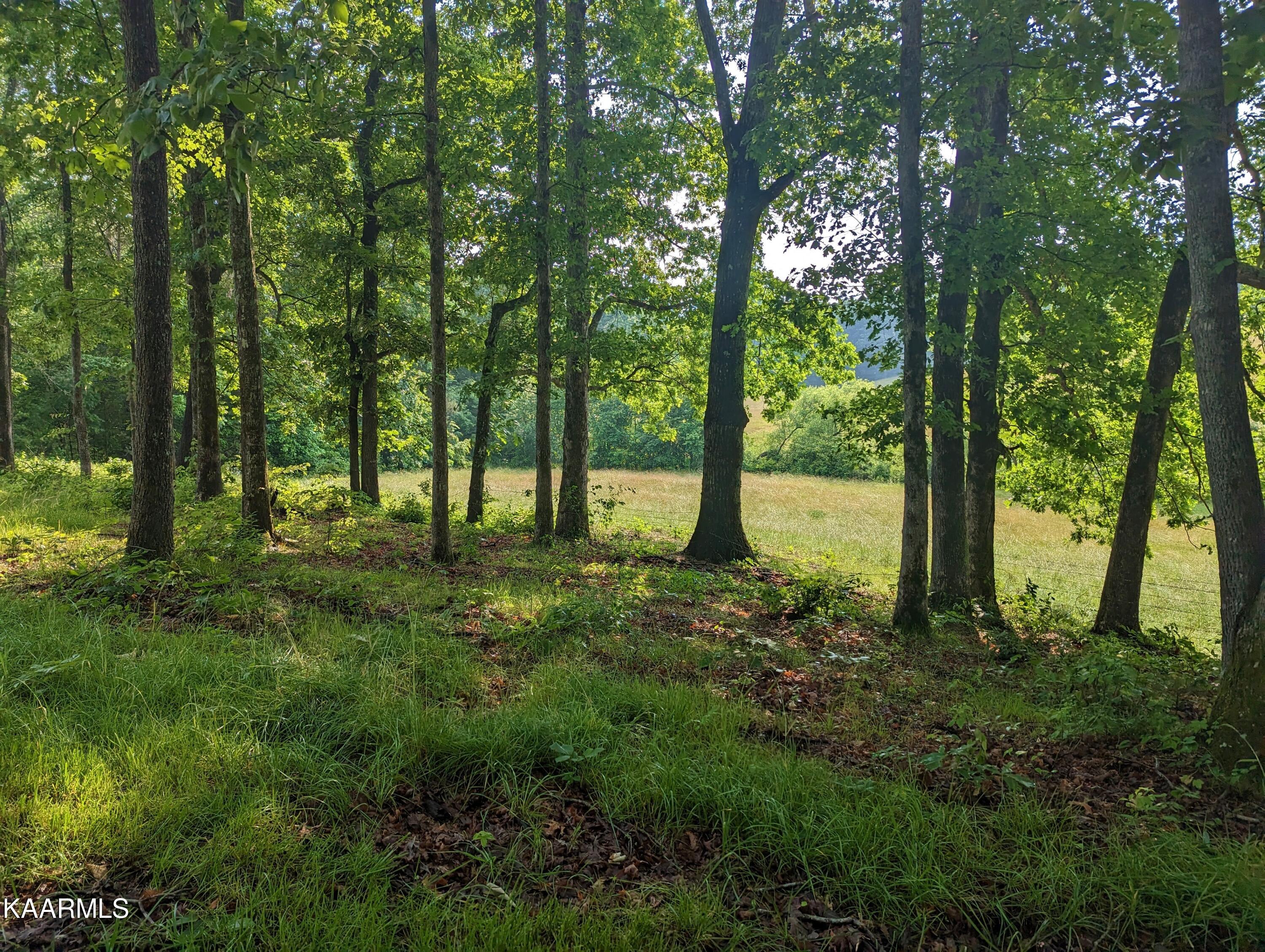 313 Hughes Hollow Road Philadelphia, TN 37846 - Photo 46 of 60 Spring Trees