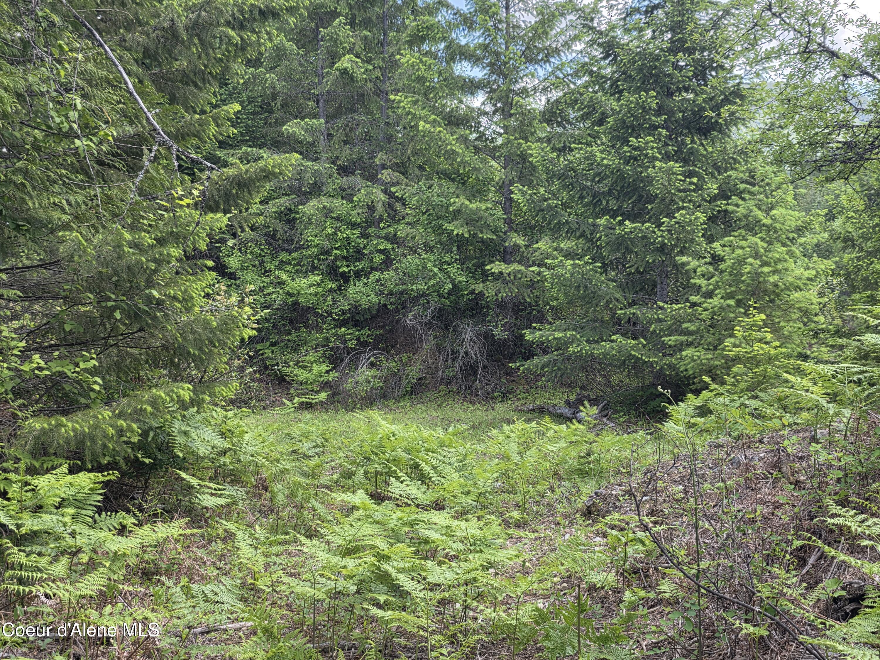 5784 River Road Clark Fork, ID 83811 - Photo 32 of 38 Walking paths thru-out to 80 acres