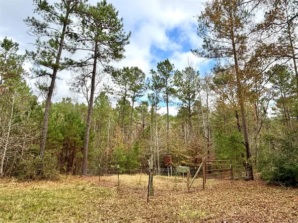 a view of a forest filled with trees