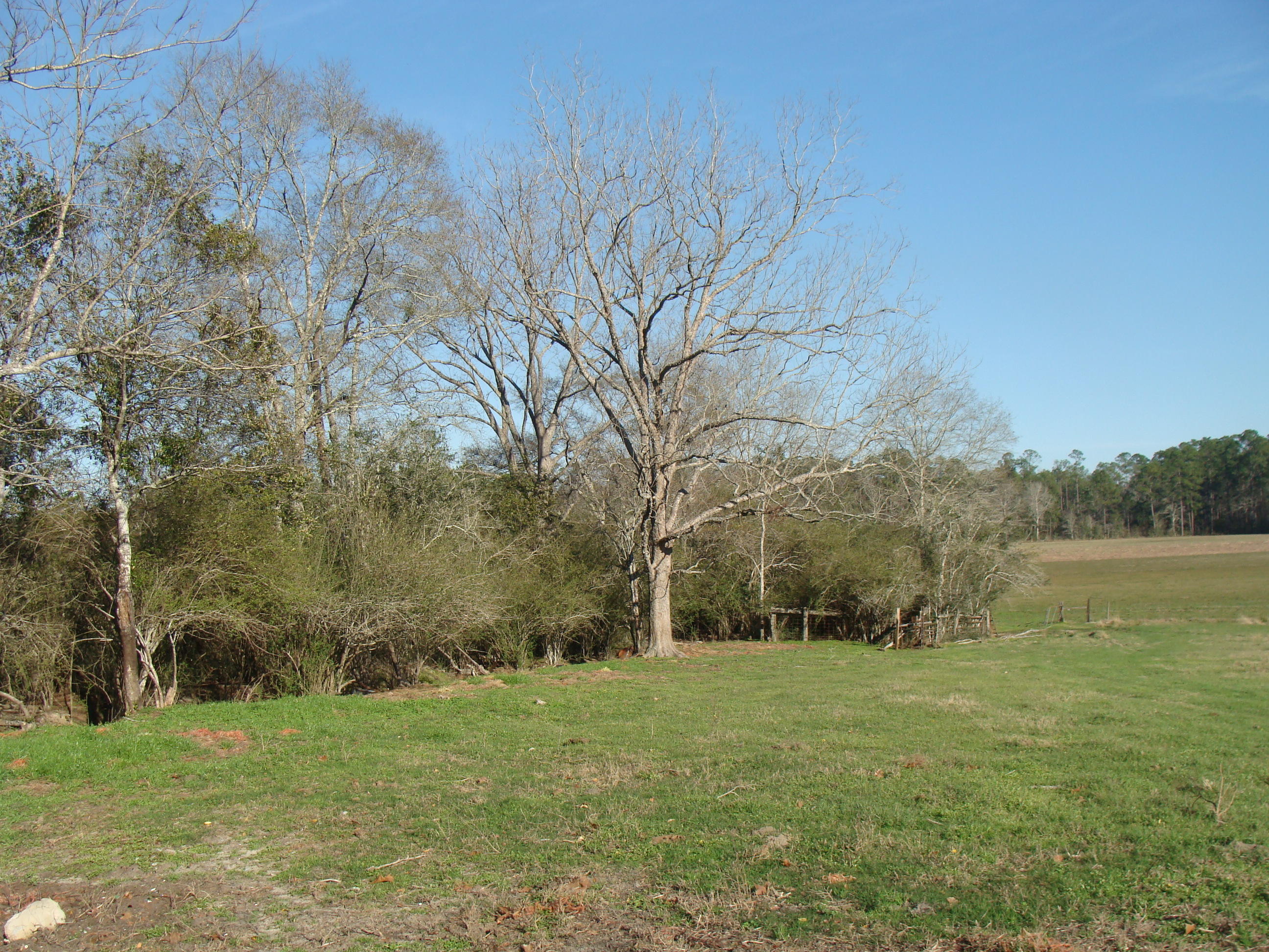 592 Mims Road DeFuniak Springs, FL 32433 - Photo 28 of 67 a view of a field with large trees