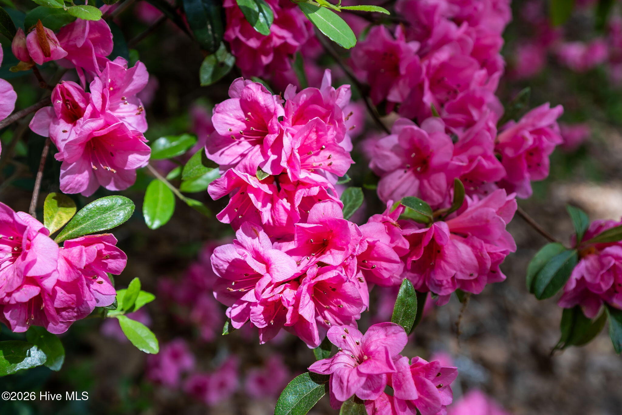 10224 Timber Ridge Court Southeast Leland, NC 28451 - Photo 49 of 55 52-web-or-mls-DSC03606