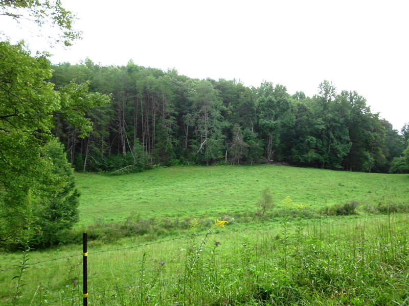 Creek Road, Unit 2162L Tellico Plains, TN 37385 - Photo 5 of 17 SANY0089