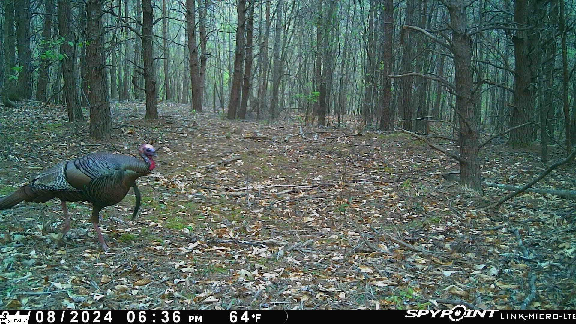 603 Freeman Bridge Road Marietta, SC 29661 - Photo 5 of 18