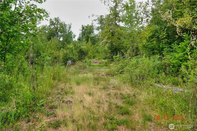 a view of a lush green space