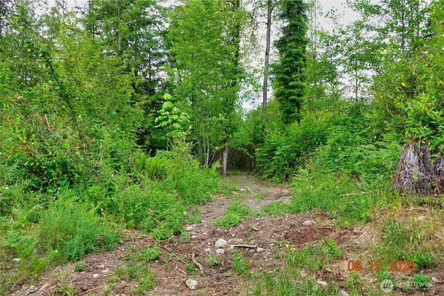 a view of a forest with trees in the background