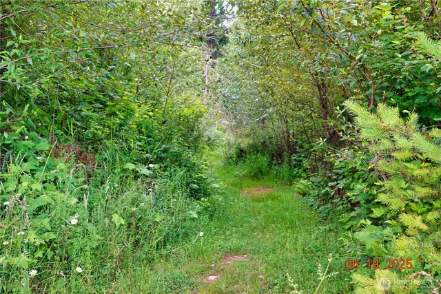 a view of a lush green forest
