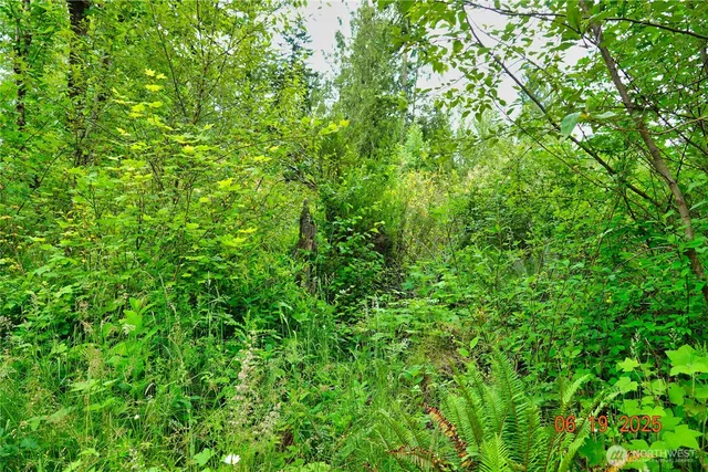 a view of a lush green forest
