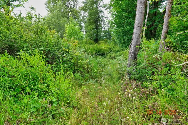 a view of a lush green forest