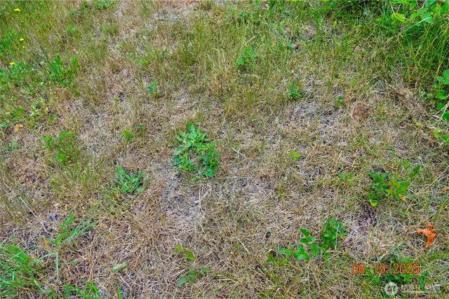 a view of a plants with yard