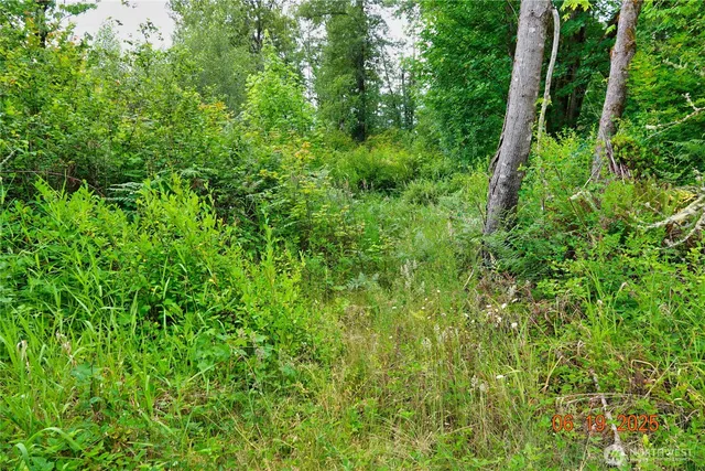 a view of a lush green forest