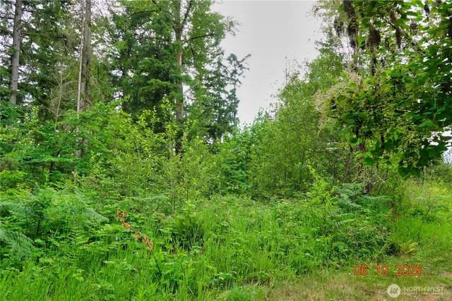 a view of a lush green forest