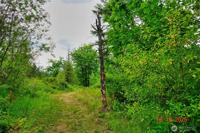 a view of a lush green forest