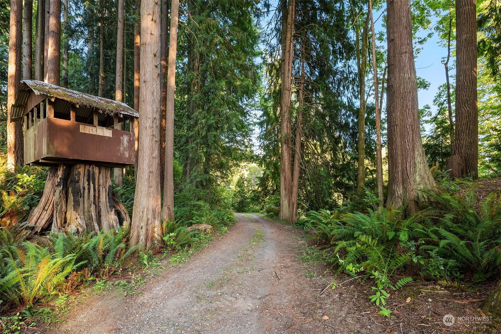 7715 Robe Menzel Road Granite Falls, WA 98252 - Photo 34 of 38 a view of a backyard with plants and large trees
