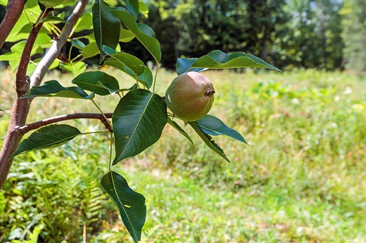 421 Rickaby Road Lowell, VT 05847 - Photo 40 of 58