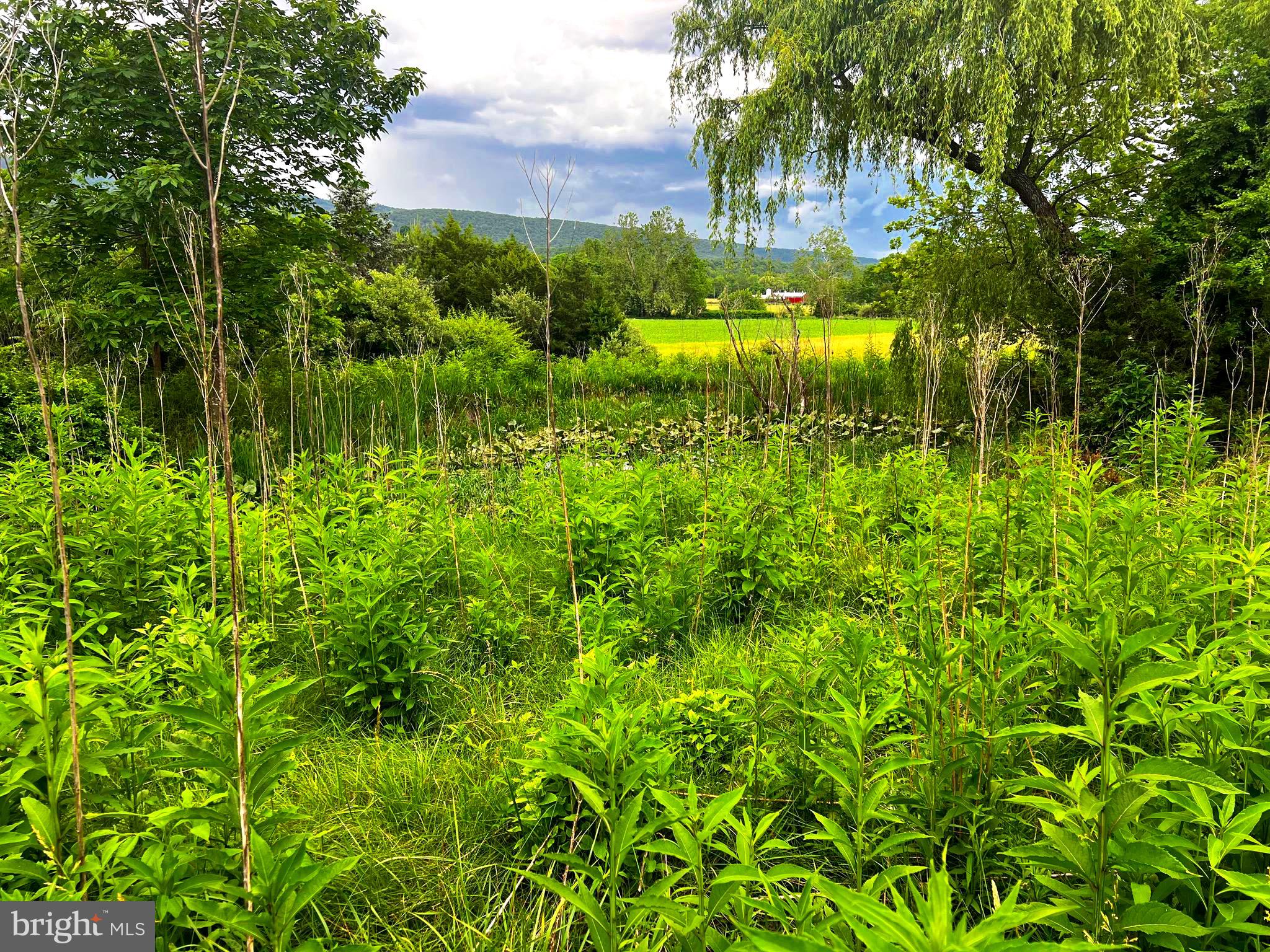12125 State Road 259 Mathias, WV 26812 - Photo 2 of 40 Pond and view