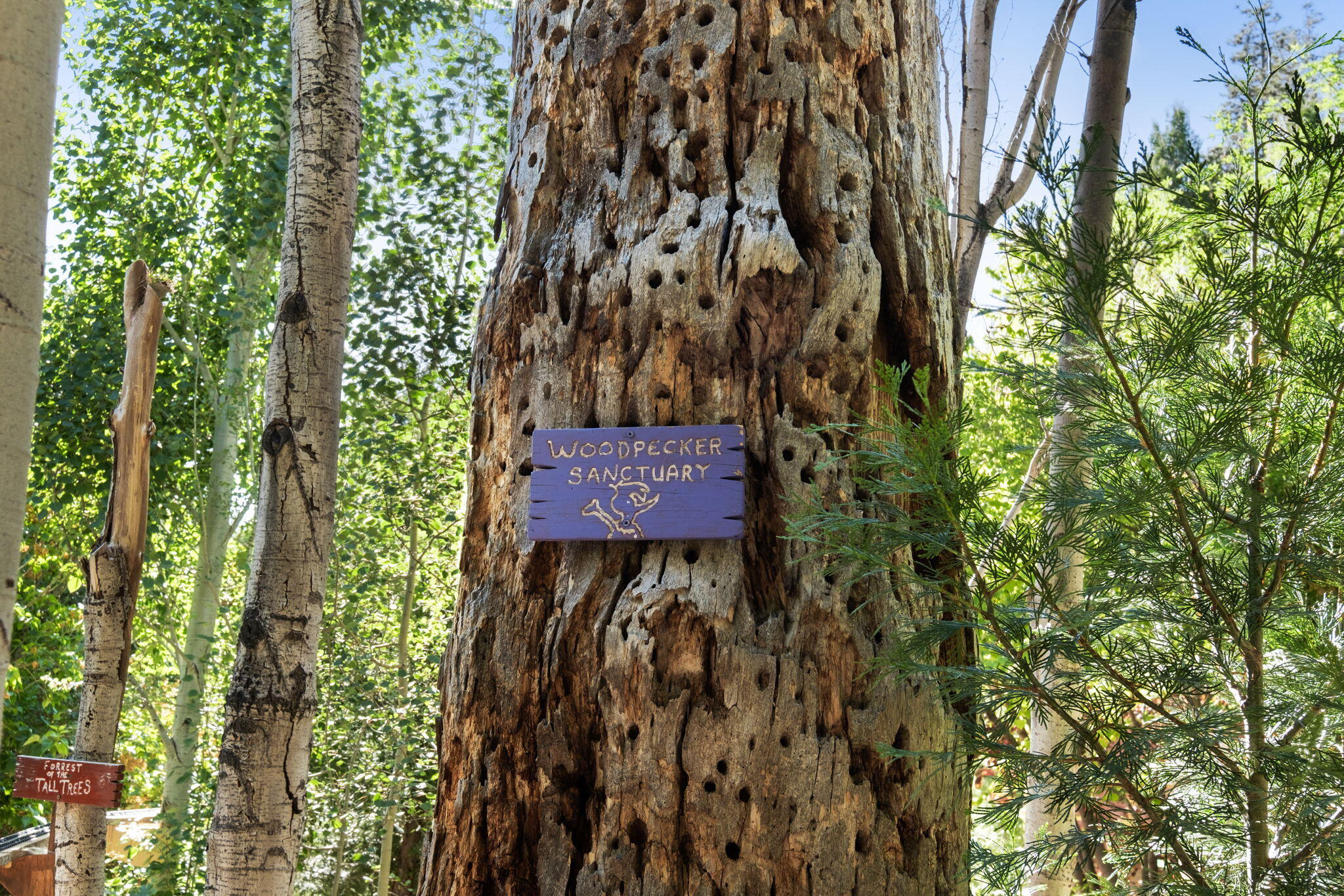 25210 Fern Valley Road Idyllwild, CA 92549 - Photo 119 of 127 a sign that is sitting in front of a tree