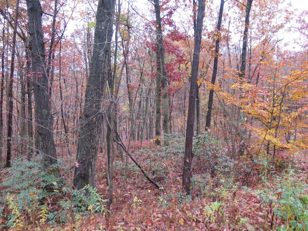 0 Laurel Road James Creek, PA 16657 - Photo 3 of 9 Gallery Image 3