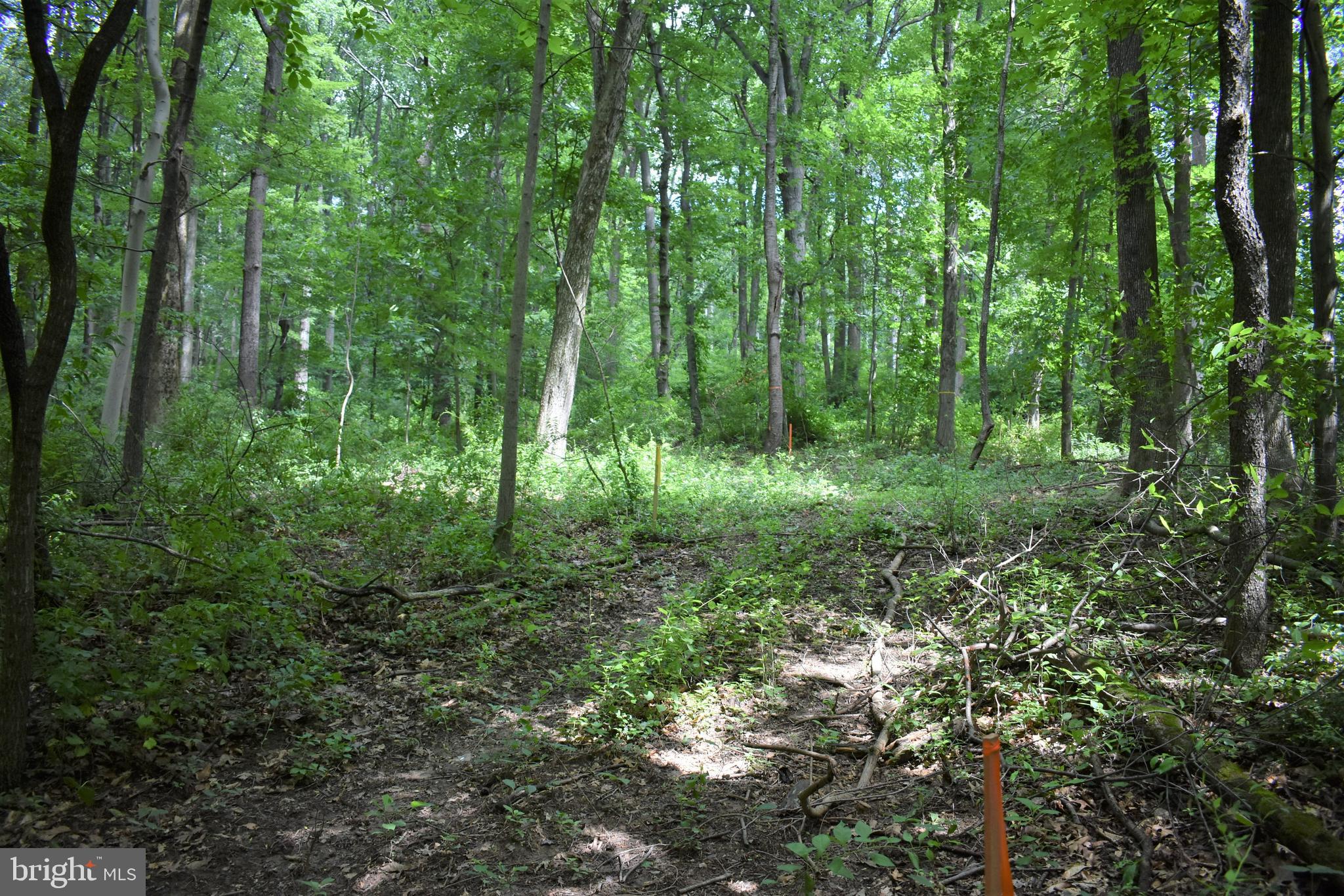 Gold Mine Road Frederick, MD 21703 - Photo 13 of 20 Towering trees