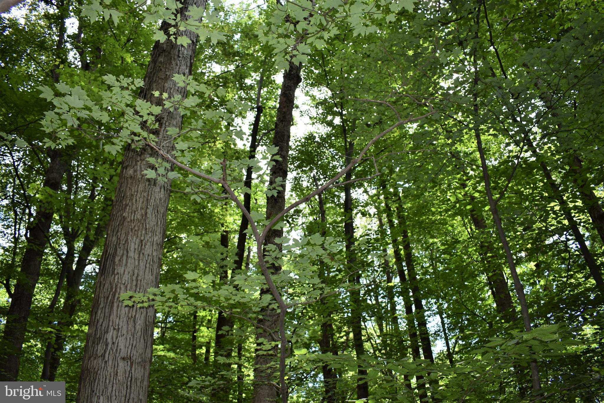 Gold Mine Road Frederick, MD 21703 - Photo 3 of 20 Tall & mature trees abound