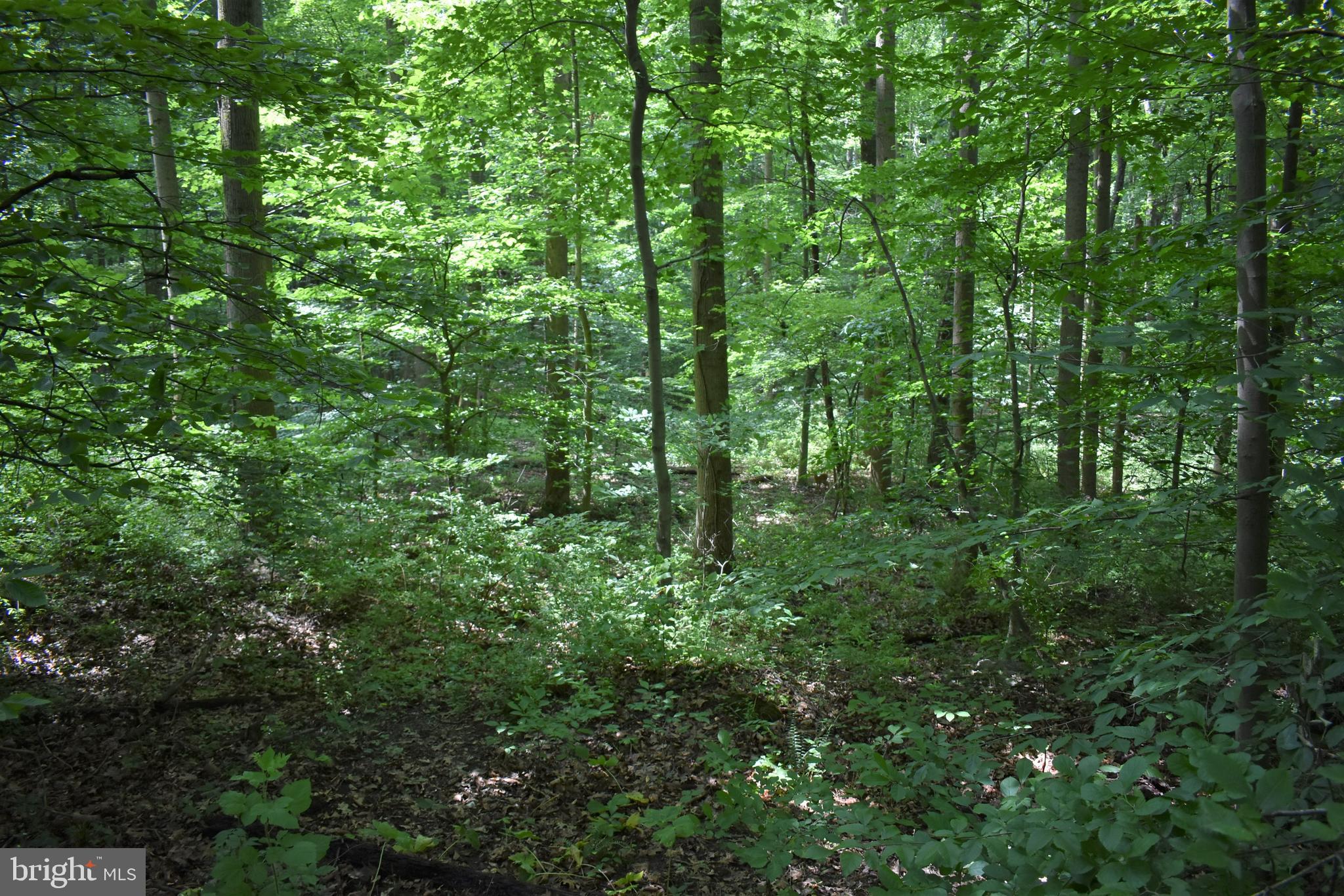 Gold Mine Road Frederick, MD 21703 - Photo 4 of 20 You want privacy?