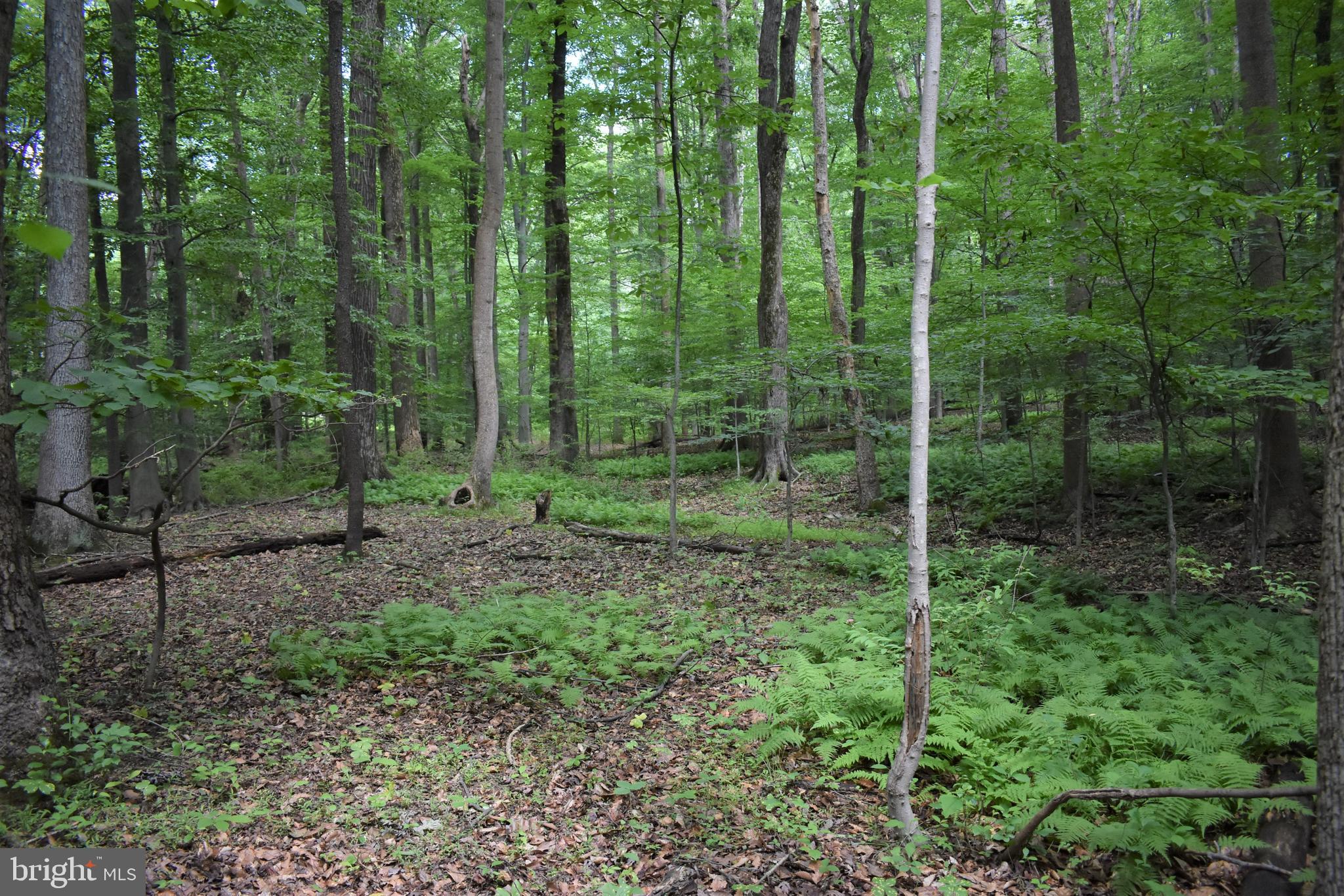 Gold Mine Road Frederick, MD 21703 - Photo 5 of 20 Scenic and peaceful 5 Acres