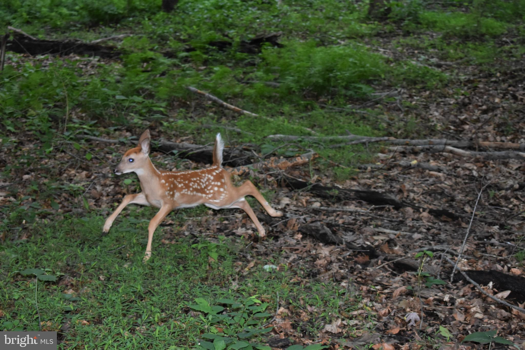 Gold Mine Road Frederick, MD 21703 - Photo 8 of 20 Deer enjoy playing here