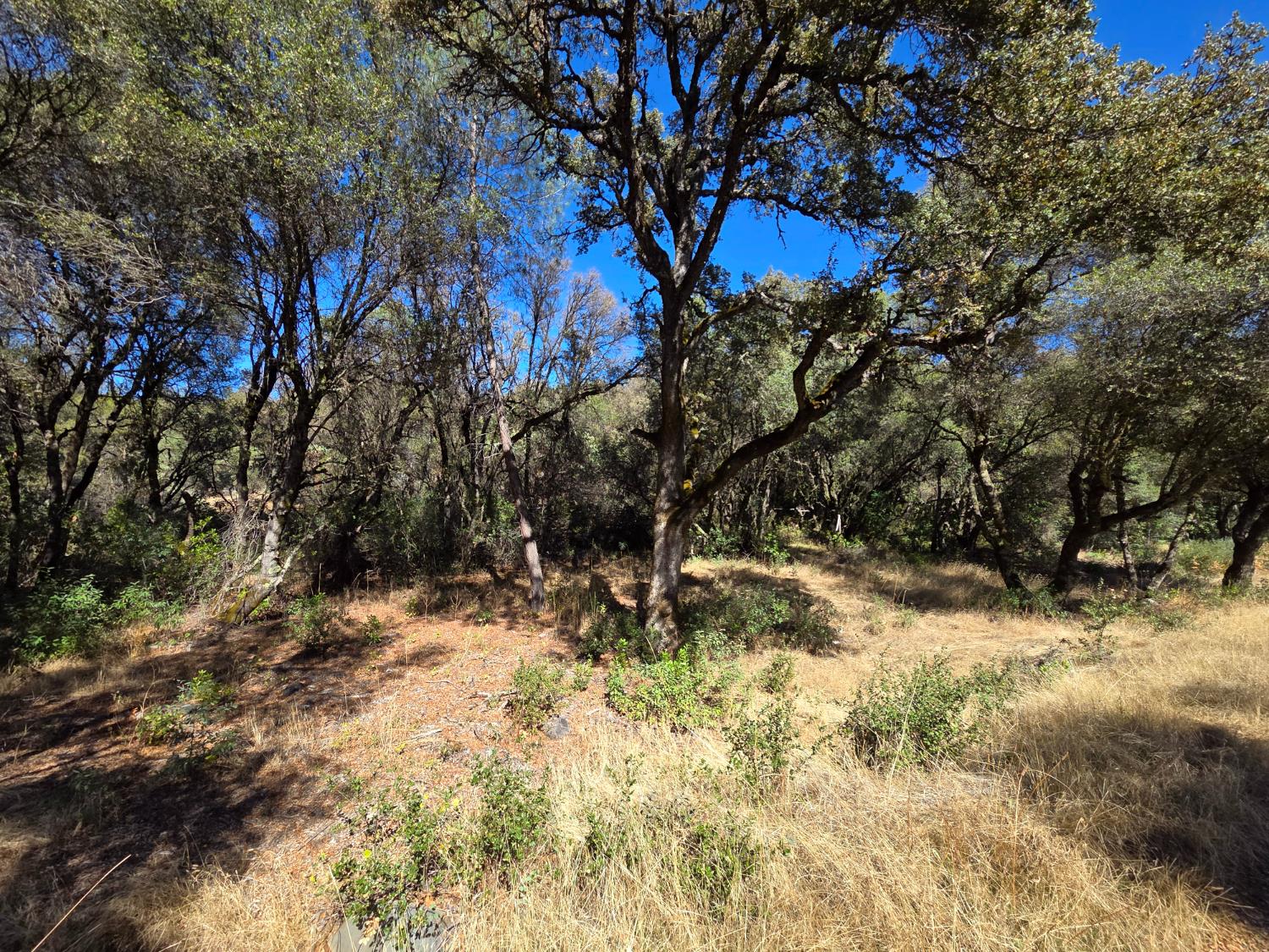 11465 Rex Reservoir Road Penn Valley, CA 95946 - Photo 11 of 18 a view of a yard with a tree