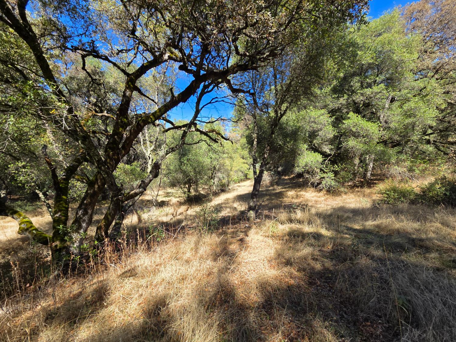 11465 Rex Reservoir Road Penn Valley, CA 95946 - Photo 12 of 18 a backyard of a house with lots of trees
