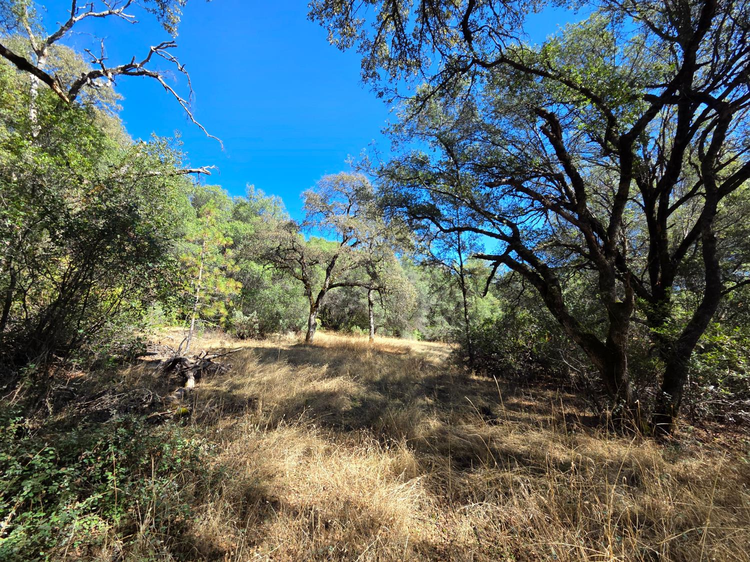 11465 Rex Reservoir Road Penn Valley, CA 95946 - Photo 13 of 18 a view of a tree in a yard