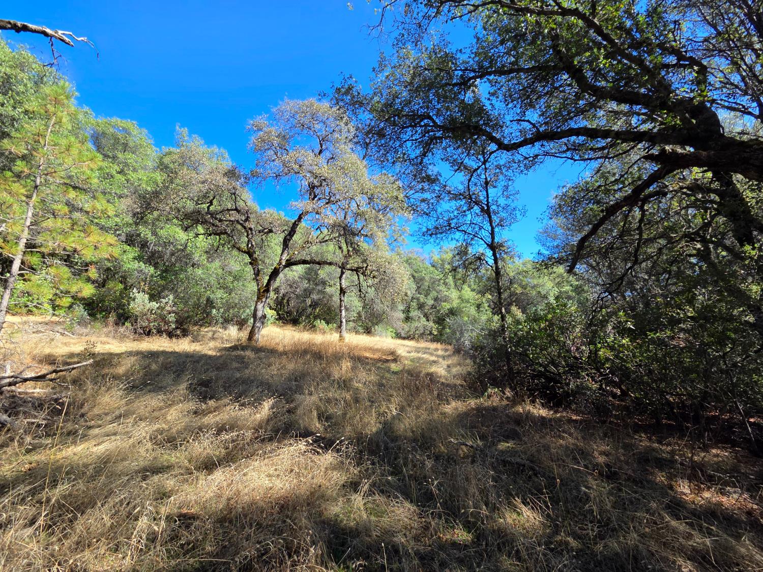 11465 Rex Reservoir Road Penn Valley, CA 95946 - Photo 14 of 18 a backyard of a house with lots of green space