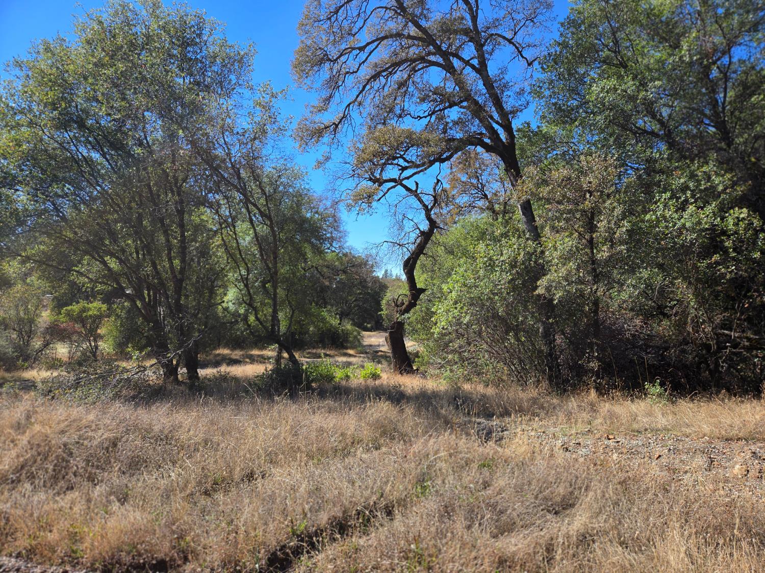 11465 Rex Reservoir Road Penn Valley, CA 95946 - Photo 2 of 18 a view of trees and bushes