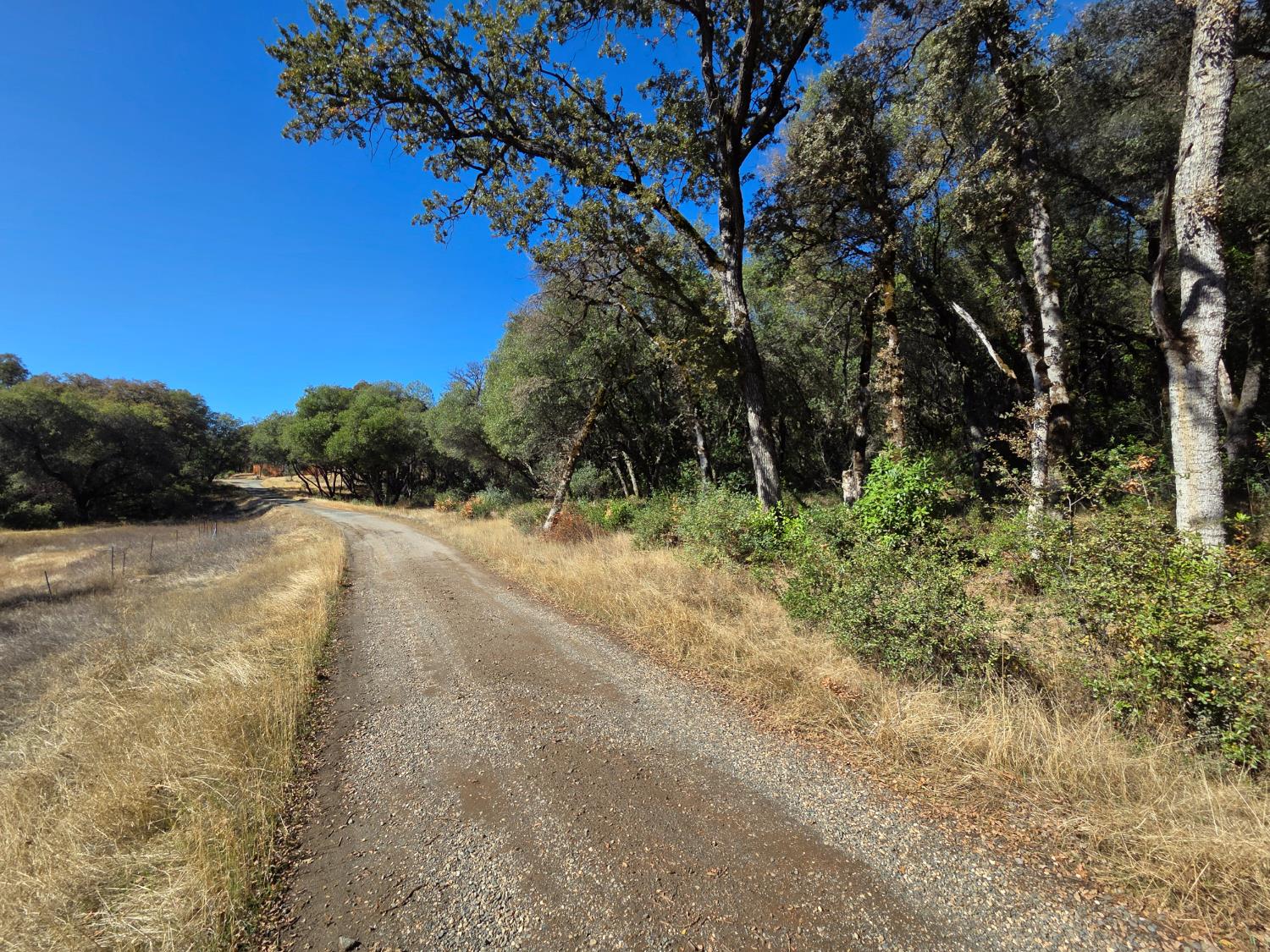 11465 Rex Reservoir Road Penn Valley, CA 95946 - Photo 4 of 18 a view of a dry yard with plants and large trees
