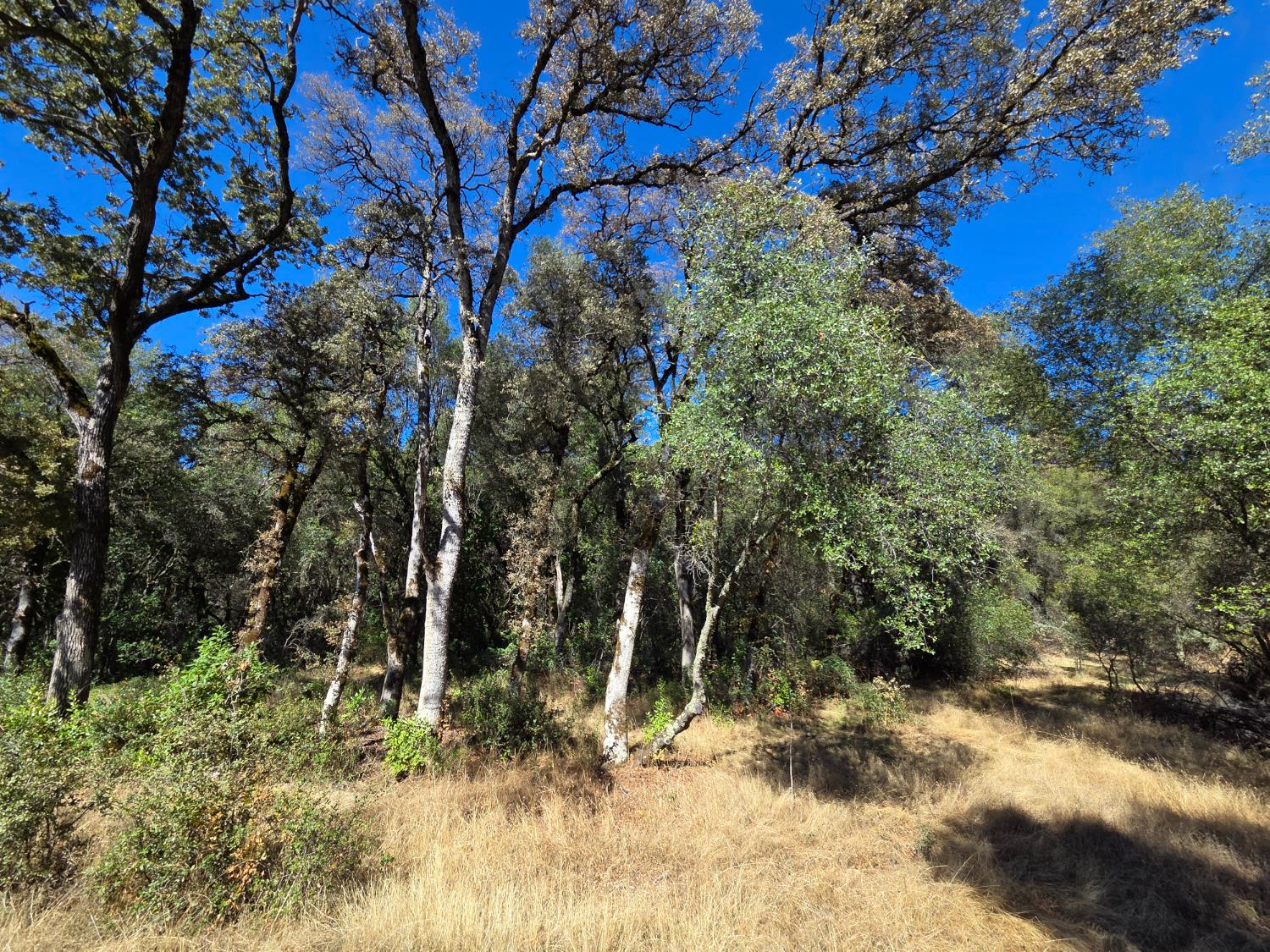 11465 Rex Reservoir Road Penn Valley, CA 95946 - Photo 9 of 18 a view of a forest with large trees