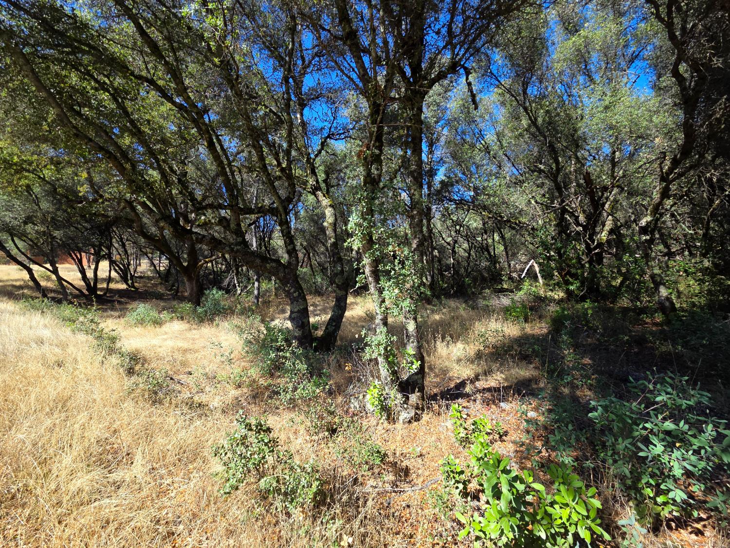 11465 Rex Reservoir Road Penn Valley, CA 95946 - Photo 10 of 18 a view of a yard with a tree