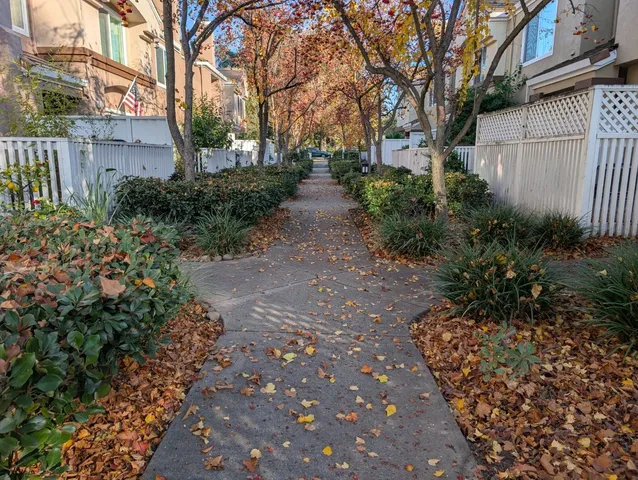 a view of a park with large trees