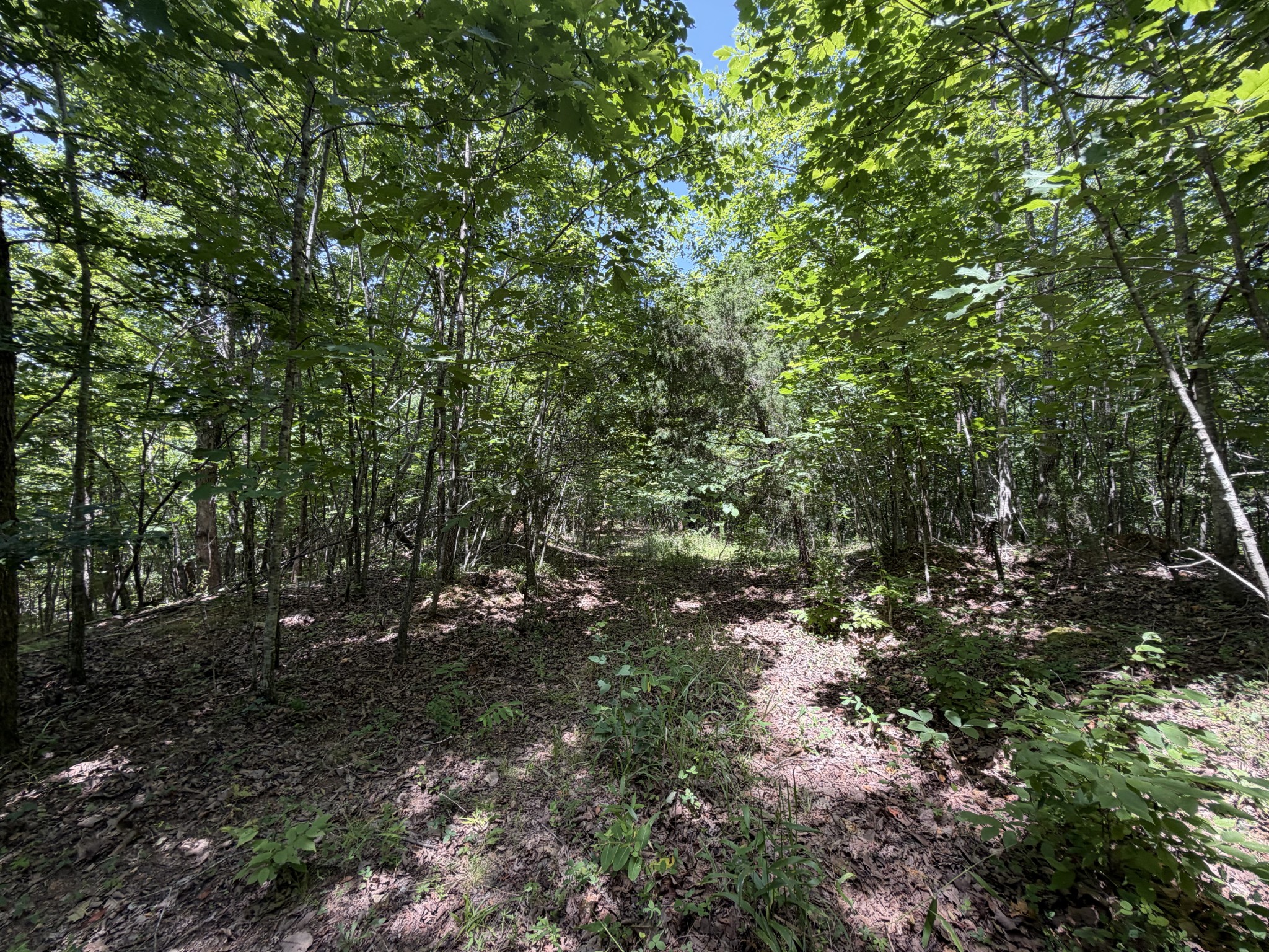 215 Bar Bee Road Hohenwald, TN 38462 - Photo 43 of 51
